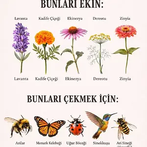 faydali_bitkiler.webp